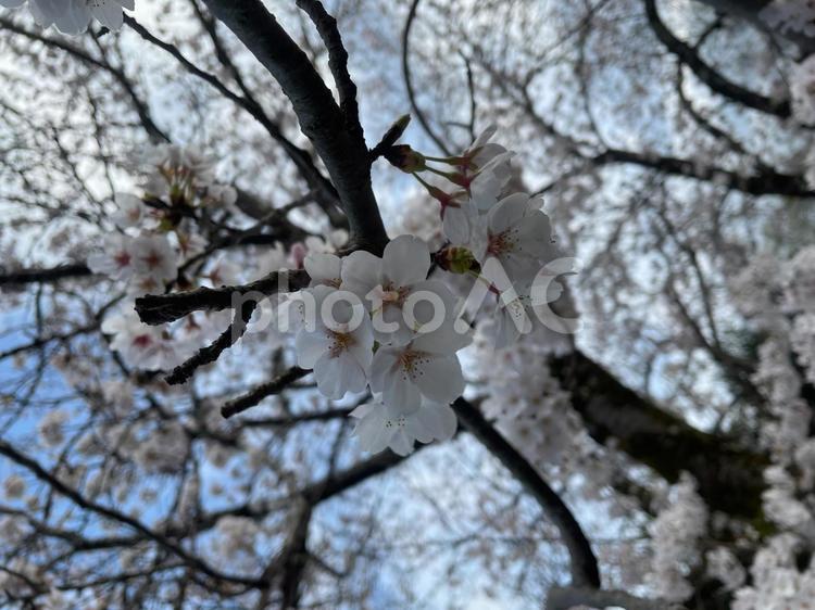 桜の写真 桜,春の花,春の写真素材
