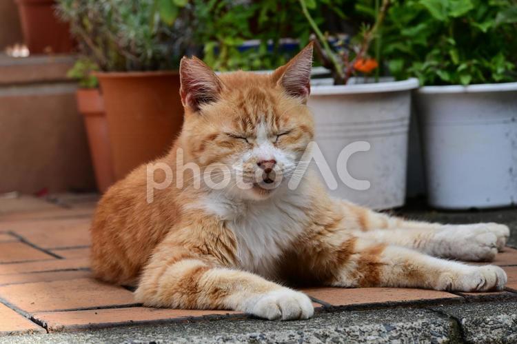 あくびをする茶トラの野良猫 茶トラ,猫,野良猫の写真素材