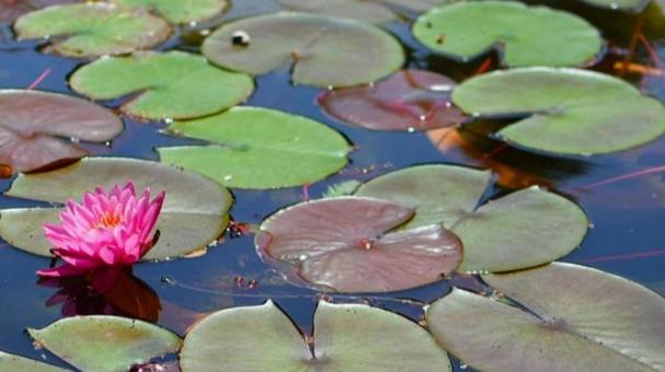 Water Lily, JPG Water Lily, JPG