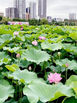 ハス ハス ハス,蓮,花びらの写真素材