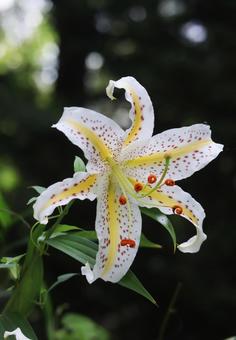 森にひっそり咲くやまゆりの花 森にひっそり咲くやまゆりの花 やまゆり,花,自然の写真素材