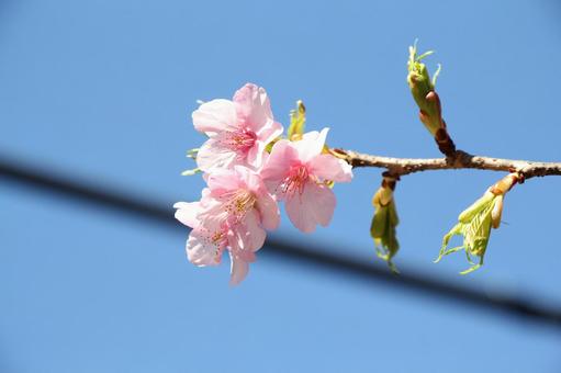 桜 芽生え 桜 芽生え 壁紙,背景,花の写真素材