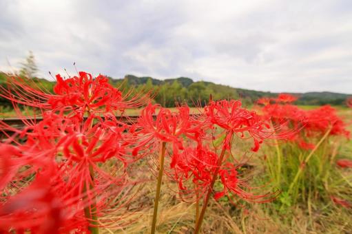 彼岸花 彼岸花 彼岸花,ヒガンバナ,秋の写真素材