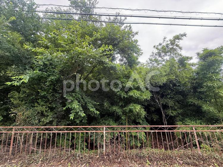 所有者不明土地の惨状I 所有者不明土地,荒れ地,放置の写真素材