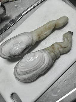 白ミル貝 白ミル貝 白ミル貝,ミル貝,貝の写真素材