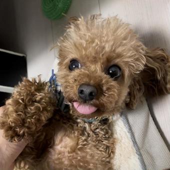 トイプードル トイプードル,犬,ペットの写真素材