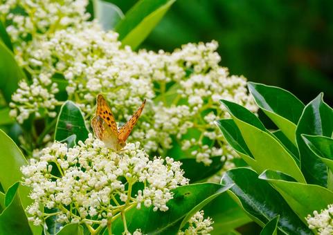 Photo, early summer, butterfly, tsunaglo hiyomon, 