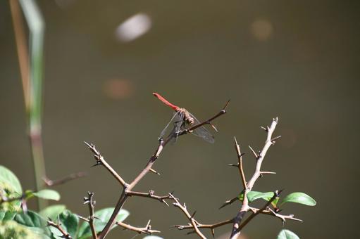 赤トンボの写真