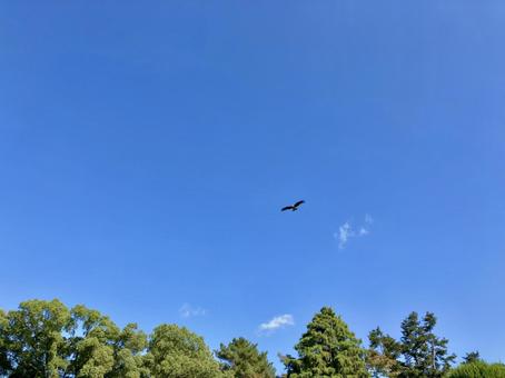 A black kite soaring majestically through the sky, JPG A black kite soaring majestically through the sky, JPG