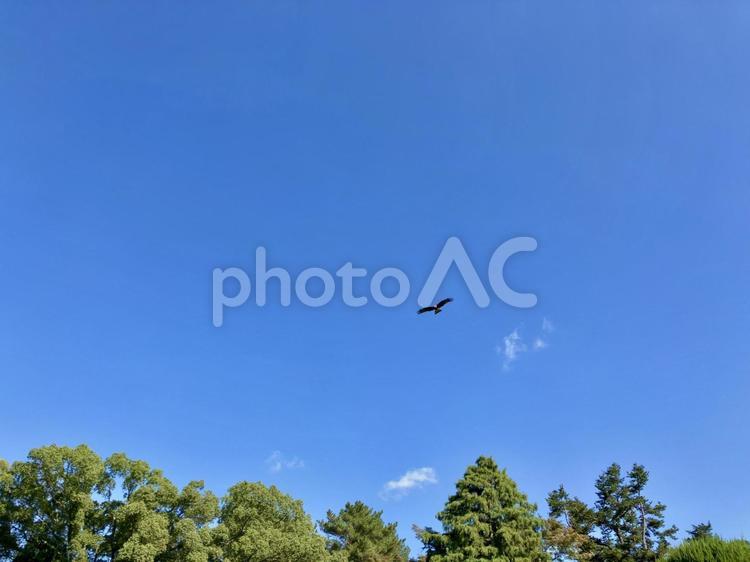 大空を悠然と舞うトビ トビ,鳶,トンビの写真素材