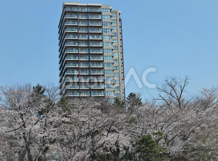 さくらとタワーマンション さくら,春,サクラの写真素材