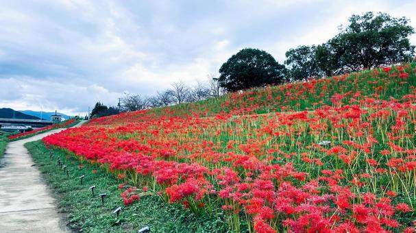 犬鳴川河川公園のヒガンバナまつり 犬鳴川河川公園,宮若市,ヒガンバナの写真素材