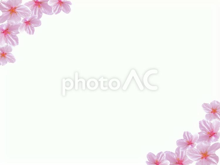 春の満開の桜の花で作ったフラワーフレーム 桜,花,フラワーの写真素材