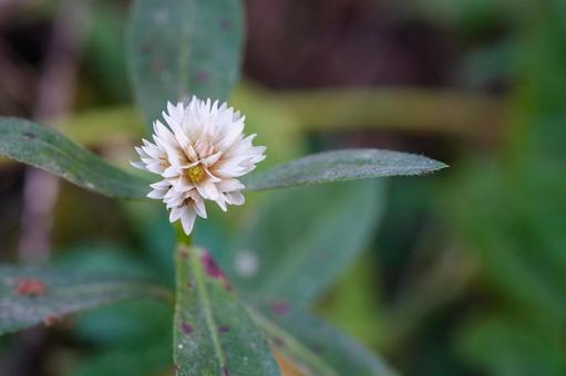 ナガエツルノゲイトウの写真