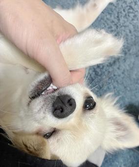 甘噛みするチワワの子犬 チワワ,甘噛み,ホワイトの写真素材