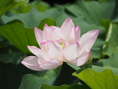 ハスの花 蓮 大賀ハス ハスの花 蓮 大賀ハスの写真