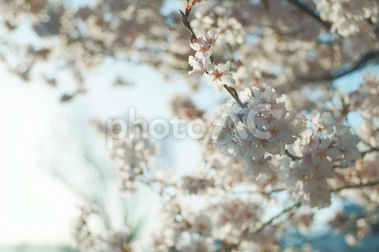 淡い光を浴びた桜 桜,自然,花の写真素材