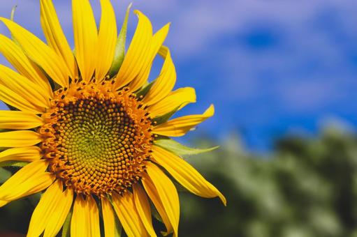 Photo, sunflower, yellow, summer, 