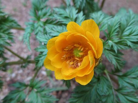 福寿草2 福寿草2の写真