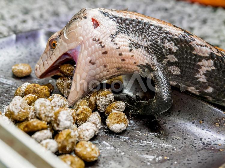 餌を食べるアオジタトカゲ アオジタトカゲ,アンボンアオジタトカゲ,トカゲの写真素材