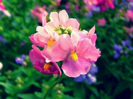 花壇 花壇の写真