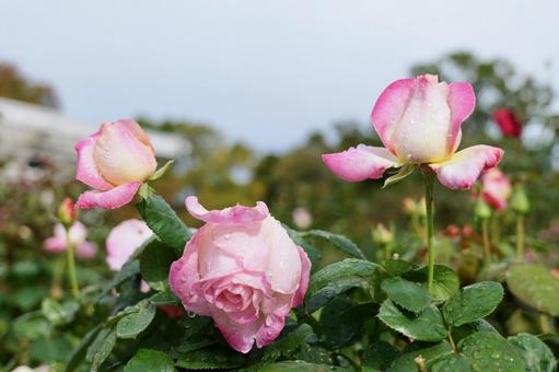 鎌倉, 大船フラワーセンターのバラ バラ,大船フラワーセンター,鎌倉の写真素材