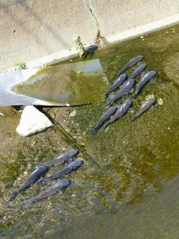 水深浅い支流に群れて泳ぐコイ 水深浅い支流に群れて泳ぐコイ コイ,魚,魚類の写真素材
