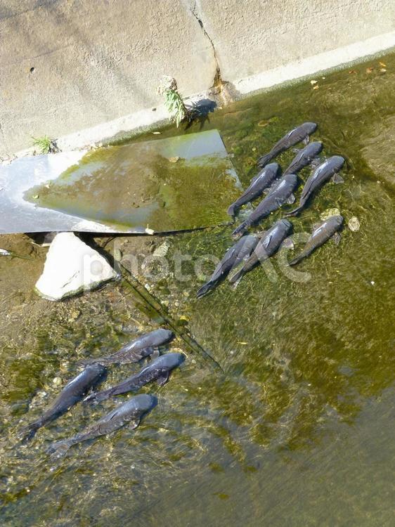 水深浅い支流に群れて泳ぐコイ コイ,魚,魚類の写真素材