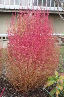 あなたに全てを打ち明けます コキア,植物,自然の写真素材