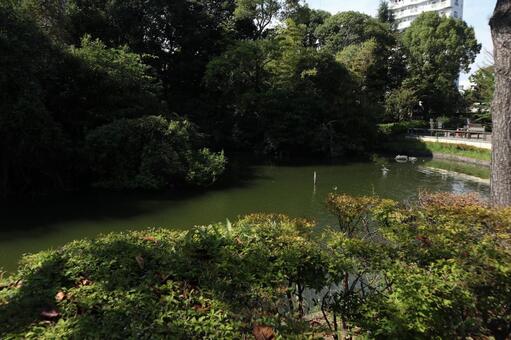 江東区　横十間川親水公園 江東区,横十間川親水公園,公園の写真素材