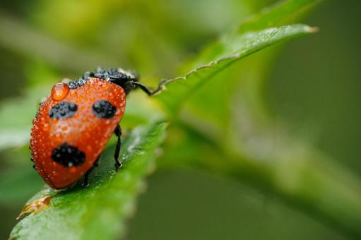 雨に濡れたテントウムシ 雨に濡れたテントウムシ 昆虫,てんとう虫,虫の写真素材