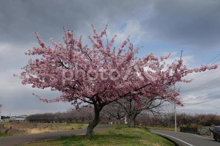 鶴見川の河川敷に生えていた桜 桜,春,河川敷の写真素材