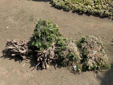 庭木剪定 庭木剪定 植木,枝,剪定の写真素材