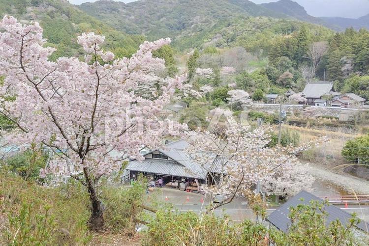伊勢の横輪さくら 桜,山,田舎の写真素材