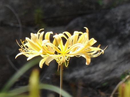 [Photo of cluster amaryllis] Scenery of cluster amaryllis blooming, JPG