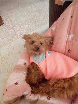 トイプードル トイプードル トイプードル,いぬ,犬の写真素材