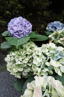 紫陽花 6月,紫陽花,紫色の写真素材