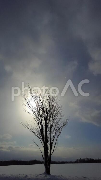 雪と木と空 風景,暁,自然の写真素材