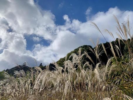 秋の景色 ススキ,すすき,秋の写真素材