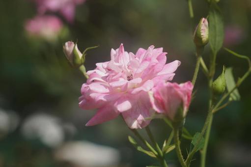 薔薇 薔薇の写真