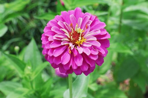 ジニア８ ジニア,花,かわいいの写真素材