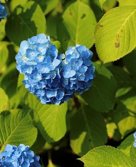 飯綱高原 紫陽花5 飯綱高原 紫陽花5 飯綱高原,紫陽花,自然の写真素材