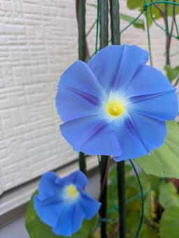 ヘブンリーブルー(朝顔) 朝顔,あさがお,夏の写真素材