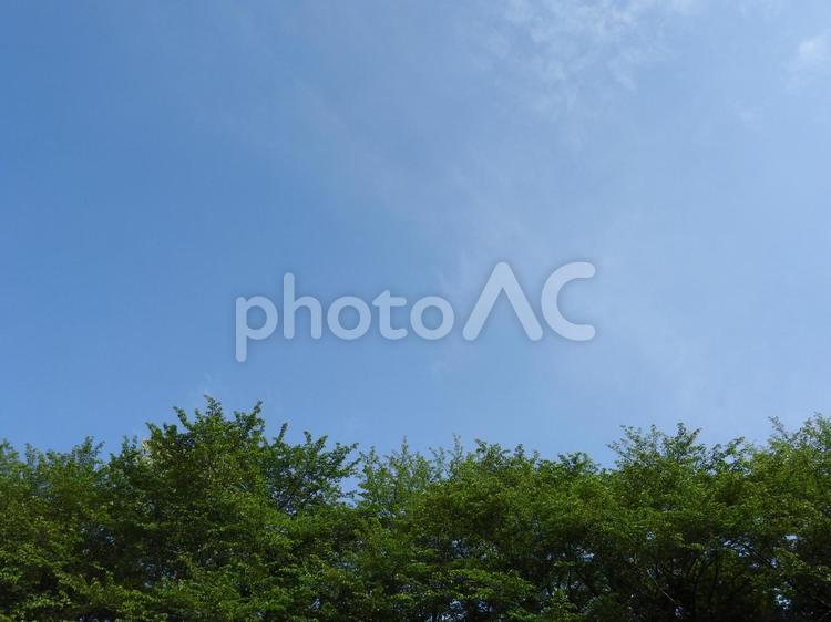 初夏の中の緑と青い空 空,青空,葉っぱの写真素材