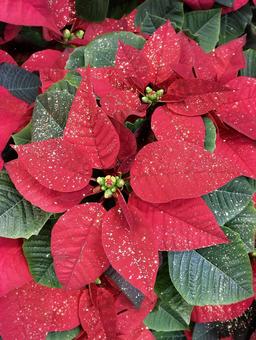 ラメが振りかけられたポインセチア ポインセチア,クリスマスフラワー,ショウジョウボクの写真素材