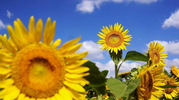 Sunflower - 146, JPG Sunflower - 146, JPG