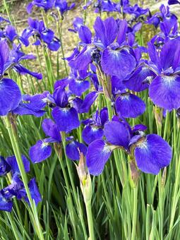 菖蒲の花 ハナショウブ,菖蒲,四季の写真素材