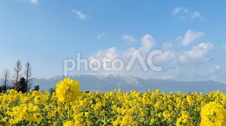 雪が残る山と菜の花畑-01- 菜の花,菜の花畑,花の写真素材