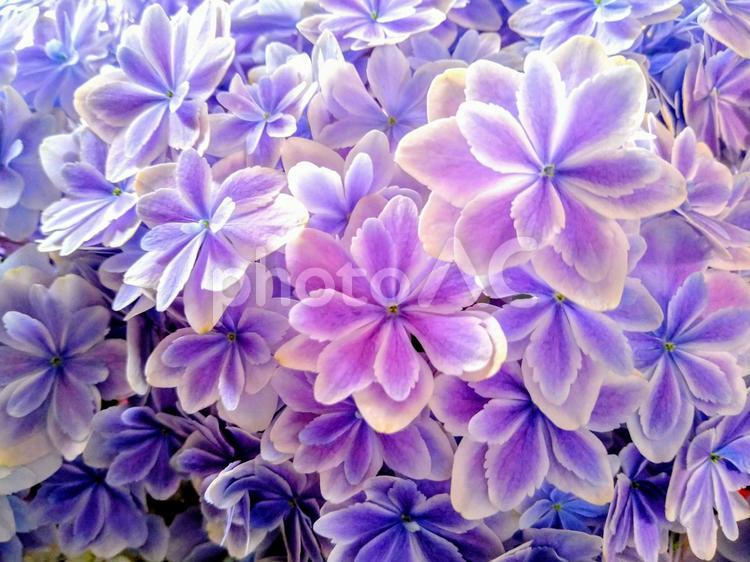 アジサイ　綺麗な薄紫に咲く万華鏡（ヨコ） 紫陽花,あじさい,花の写真素材