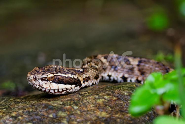 こちらに寄って来るマムシ ニホンマムシ,日本蝮,マムシの写真素材
